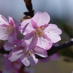 すみよし河津桜(1)