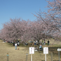 北浅羽の安行寒桜(起点)