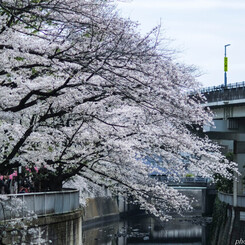 サクラ雪崩ゆく