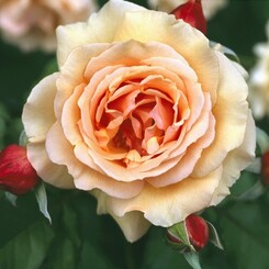 Sherbet Orange