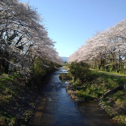 両サイドが満開の桜の川（4月10日）