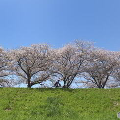 さくらの風景