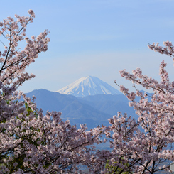 桜と富士山