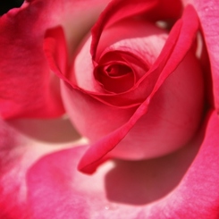 初夏への導き　薔薇