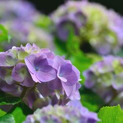 森の紫陽花