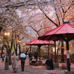 2024 桜風景
