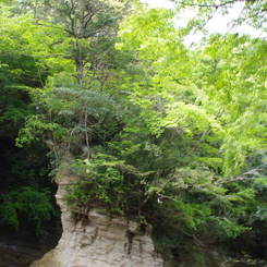 川の真ん中の岩に森が・・・