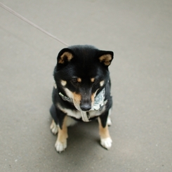黒柴こまめ　おっちゃんこ