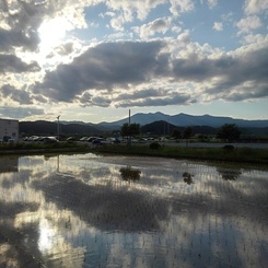 コンビニの駐車場から見えた水田（6月5日）