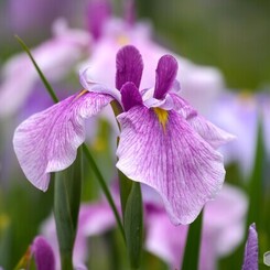 ２０２４堀切菖蒲園～xx