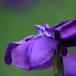花菖蒲　- 紫 -