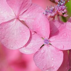 観音寺の紫陽花