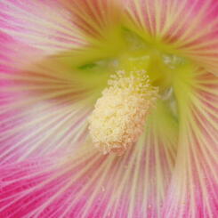 flower1