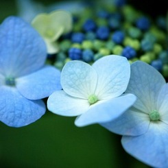 紫陽花
