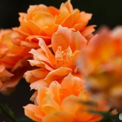 旧古河庭園の秋薔薇