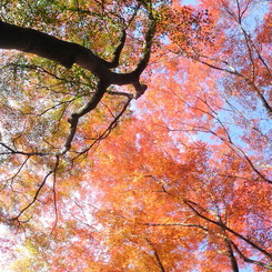 紅葉幻想Ⅴ
