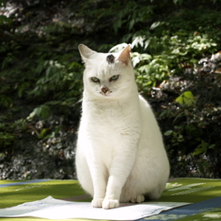 通りすがり猫1