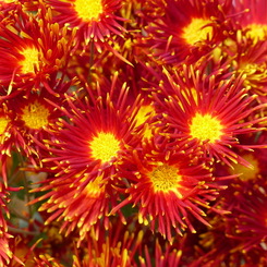 秋の花1(菊)