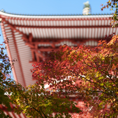 秋の成田山公園