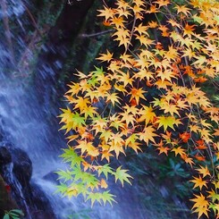 紅葉