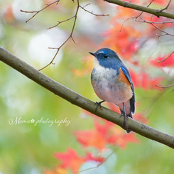 残り紅葉と瑠璃くん☆.。.:*・