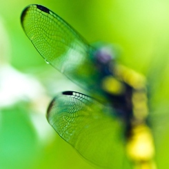 Cellophane wings