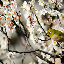 花鳥爛漫