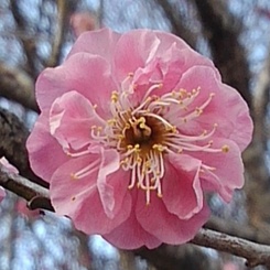 川崎城跡公園の梅の花（2月28日）