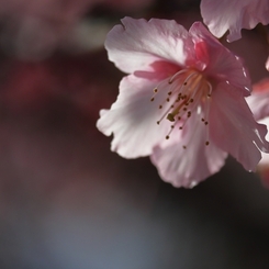 河津桜　１