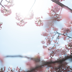 spring for tokyoites 2025