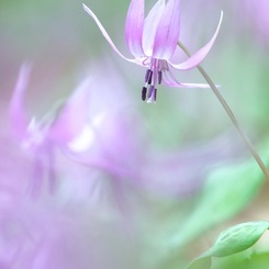 やさしく美しく