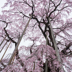 三春滝桜