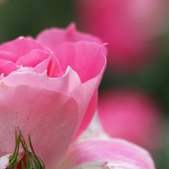 ケアフリー・ワンダー