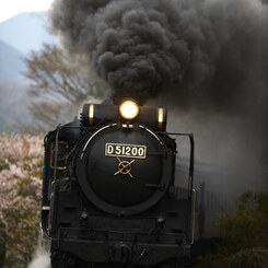 名残桜と帰ってきたD51