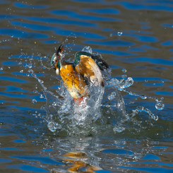 カワセミ トルネイド　1