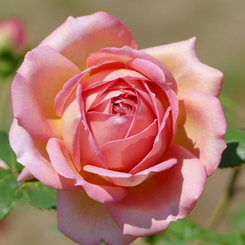 春の花11(バラ1)