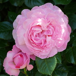 春の花15(バラ5)