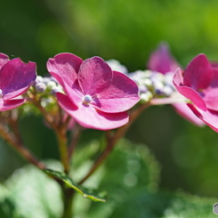 紫陽花を楽しむ ①