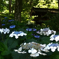 浄智寺山門の紫陽花