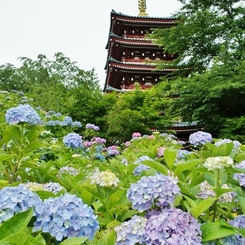 本土寺の紫陽花1