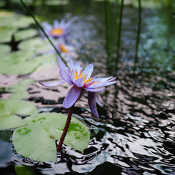 Cairns Botanic Gardens (3)