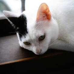 寝起き　ポワちゃん