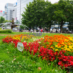 夏の大通公園