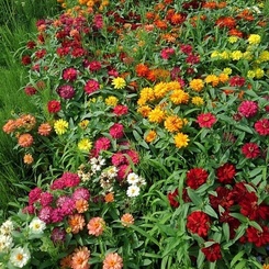 花壇のカラフルなヒャクニチソウたち（7月5日）