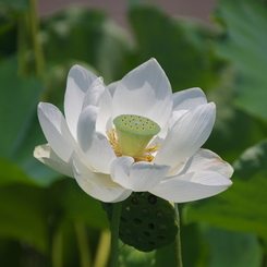 輪王蓮