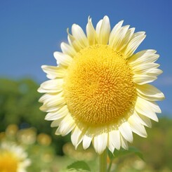 夏空に輝く白い笑顔