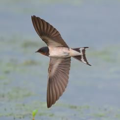 雨模様の一日は、低空飛行?!　ツバメ