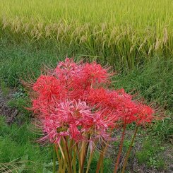 ヒガンバナと稲穂（9月29日）