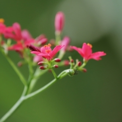 ナンヨウザクラ