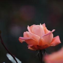 マジョレット　１